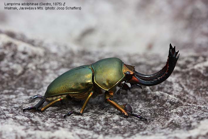 Papua Insects Foundation (Coleoptera/Lucanidae thumbnails)